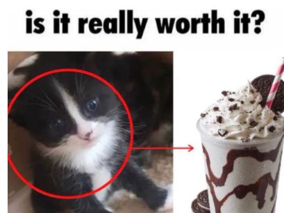 Is It Really Worth It, Haha Meme, Funny Looking Cats, Silly Cats Pictures, Weird Pictures, Silly Animals, Silly Cats, Cats Meow, Just For Laughs Videos