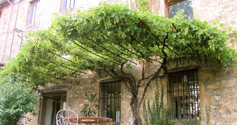 Comment planter une vigne vierge ? – Sem-jardin Ombra Pergola, Pergola Garage Door, Pergola Trellis, Pergola Metal, Pergola Plans Design, Rustic Pergola, Pergola Diy, Pergola Carport, Small Courtyard Gardens