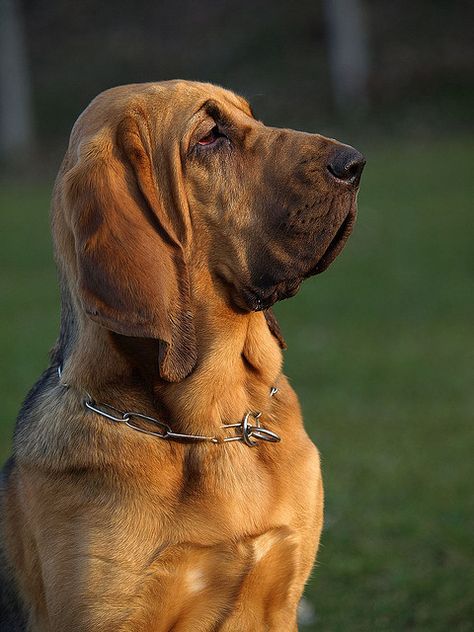 The Bloodhound Gang, Blood Hound, Regard Animal, Bloodhound Dogs, Dog Smells, Love My Dog, Dog Rules, Weimaraner, Hound Dog