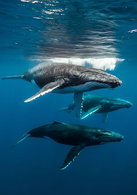 🌊🔊 Our oceans should be serene homes for marine life, but increasing noise pollution is turning them chaotic.    Noise from ships, offshore drilling, and sonar disrupts communication and navigation in marine animals.   🐋 Many species suffer—from whales who struggle to talk to each other to fish veering off course in their environments.   How can we help? Highlighting this issue is crucial. Together, let's promote quieter seas, supporting marine life's soundscape. 🚢✋ Noise Pollution, Ocean Conservation, Marine Biology, Marine Animals, Whales, Marine Life, Pollution, How Can, Biology