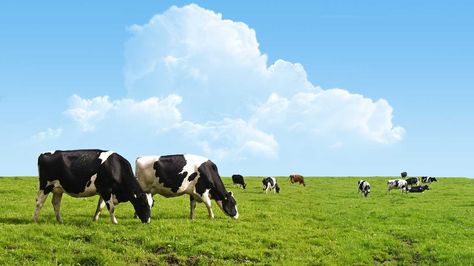 Grass-Fed vs. Grain-Fed Beef — What’s the Difference? Farm Wallpaper, Cows Grazing, Cow Wallpaper, Cow Cheese, Mural Home, Holstein Cows, Grasses Landscaping, Dairy Farms, 수채화 그림