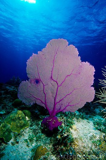 Under The Sea Pictures, Flora Marina, Coral Drawing, Coral Reef Art, Fan Coral, Ocean Coral, Sea Fan, Purple Sea, Sea Plants