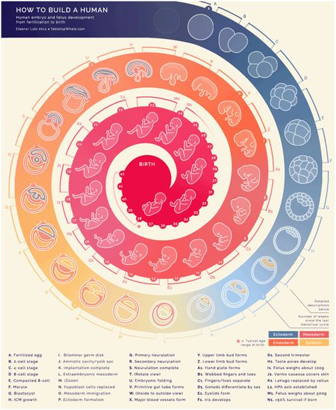 How Babies Are Made Fertilization Process, Science Infographics, Animated Infographic, Human Embryo, Fetal Development, Molecular Biology, Human Development, Anatomy And Physiology, Data Visualization