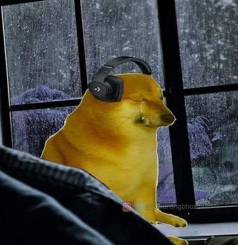 Doge Meme, Yellow Dog, Funny Profile, 웃긴 사진, Cartoon Memes, Funny Profile Pictures, Silly Pictures, Meme Template, Anime Best Friends