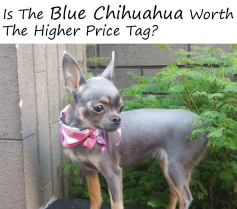 Is The Blue Chihuahua Worth The Higher Price Tag? Blue Chihuahua, Types Of Dogs Breeds, Baby Chihuahua, Long Haired Dogs, Chihuahua Puppy, Mastiff Dogs, Animals Amazing, Chihuahua Lover, Chihuahua Love