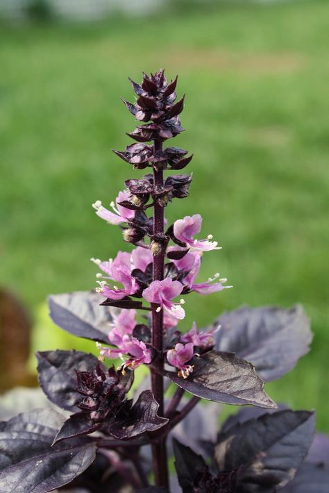 Growing Basil Indoors, Purple Basil, Ocimum Basilicum, Outdoor Herb Garden, Goth Garden, Growing Basil, Basil Seeds, Basil Plant, Gothic Garden