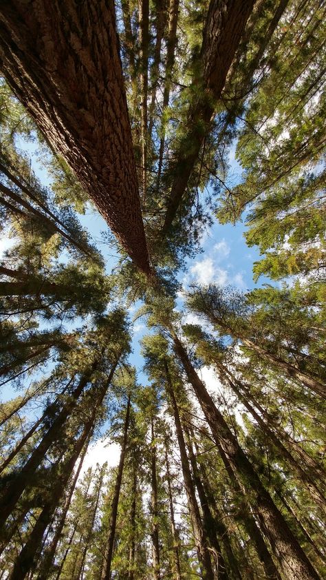 Old Pine Forest Pine Tree Phone Wallpaper, Vagamon Pine Forest, Pine Forest Ooty, Old Forest Aesthetic, Forest Trees Aesthetic, Pine Aesthetics, Vagamon Photography, Pine Tree Photography, Pine Forest Aesthetic