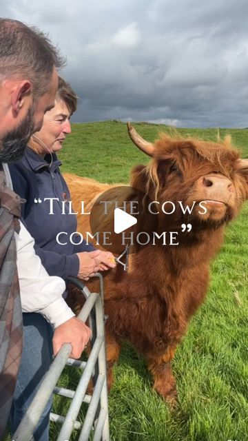 Highlander Tours Scotland on Instagram: "if you are searching for Highland Cows during your trip to Scotland then a visit to @kitchencoosandewes is a must! 

Ever wondered where the phrase “Till the Cows Come Home” comes from?

The origin of the phrase ‘til the cows come home’ comes from the practice of cows returning to their shelters at some indefinite point, usually at a slow, languid pace. 

The expression was first in use during the 19th century, with an example appearing in print in 1829, in a British newspaper called The Times: “If the Duke will but do what he unquestionably can do, and propose a Catholic Bill with securities, he may be Minister, as they say in Scotland ‘until the cows come home.’”

🐮 

Source: gingersoftware.com

 #andythehighlander #highlandertours #scotland #sco Trip To Scotland, Highland Cows, Scotland Travel, Beautiful Animals, Come Home, Highland Cow, The Times, Great Britain, Animals Beautiful