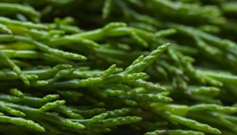 Pickled Sea Beans or Sea Rocket Pods | The Splendid Table Sea Beans, Food Knowledge, Canada Food, Shellfish Recipes, Wild Edibles, Wild Food, White Wine Vinegar, Tempura, Planting Succulents