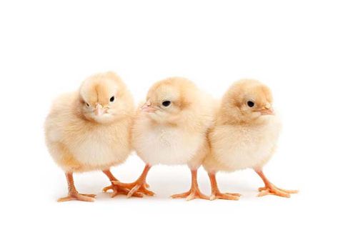 How to have hatching success National Middle Child Day, Poultry Business, Before College, Chicken Incubator, Raising Chicks, Hatching Chicks, Egg Incubator, National Days, Baby Chickens