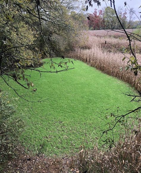 Deer Sanctuary, Deer Food Plots Ideas, Deer Food Plots, Raised Bed Deer Protection, Deer Habitat, Food Plot, Land Management, Whitetail Deer, Deer Hunting