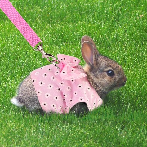 Bunny On Leash, Rabbit Harness, Bunny Harness, Rabbit Accessories, Rabbit Clothes, Bunny Stuff, Cute Vest, Pink Costume, Bunny House