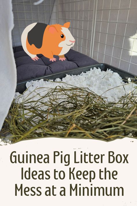 As a guinea pig owner, you've probably noticed how messy guinea pigs can be! They provide us with never-ending supplies of poop scattered around the cage. Here's how you can keep the mess more contained and easier to clean by introducing a litter box in your guinea pigs' cage! Guinea Pig Cage Ideas Aesthetic, Guinea Pig Litter Box Ideas, Pig Litter Box Ideas, Diy Guinea Pig Cage Furniture, Guinea Pig Set Up, Diy Guinea Pig Hideout, Guinea Pig Cage Setup Ideas, Aesthetic Guinea Pig Cage, Cute Guinea Pig Cage Ideas