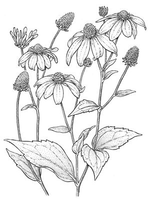 Rudbeckia 'Herbstonne' Shots Snap, Botanical Line Drawing, Flower Line Drawings, Engraving Illustration, Fall Garden, Flower Sketches, Floral Drawing, Pola Sulam, 수채화 그림