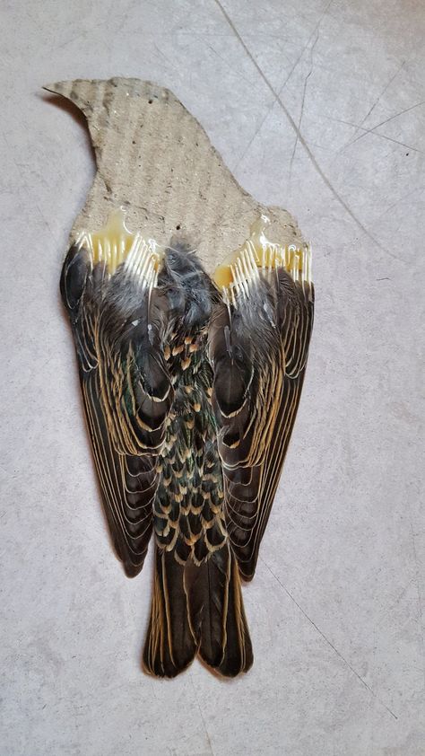 Entomology Decor, Feather Identification, Dead Bird, Bird Taxidermy, Taxidermy Art, Bone Crafts, Vulture Culture, Goblin Core, Bird Wings