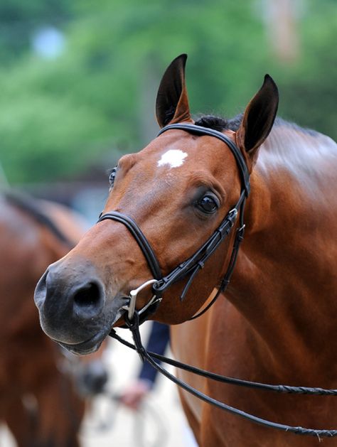 Bay Horses, Bay Horse, Horse Face, Hunter Jumper, Brown Horse, I Love Horses, All The Pretty Horses, Horse Crazy, Horse Equestrian