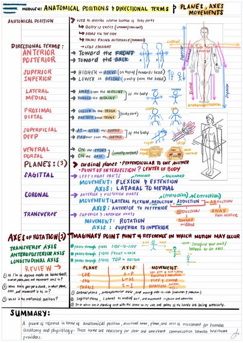 Anatomy and Physiology Notes Medical Science Notes, The Human Body An Orientation Notes, Cornell Notes Anatomy And Physiology, College Anatomy And Physiology, Anatomy Terminology Notes, Mediastinum Anatomy Notes, Human Anatomy And Physiology Chapter 1 Notes, Anatomical Terminology Notes, Anatomy Presentation Ideas