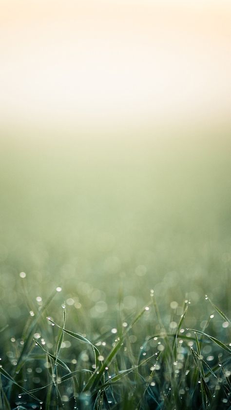 Blurred minimalistic grass iPhone wallpaper Check more at https://www.backgroundscool.com/nature/blurred-minimalistic-grass-iphone-wallpaper/ Wallpaper Blurred, Iphone Wallpaper Blur, Iphone 5 Wallpaper, Hd Wallpaper Android, Cute Photography, Amazing Pics, Rainy Season, Stunning Wallpapers, Wallpaper Downloads