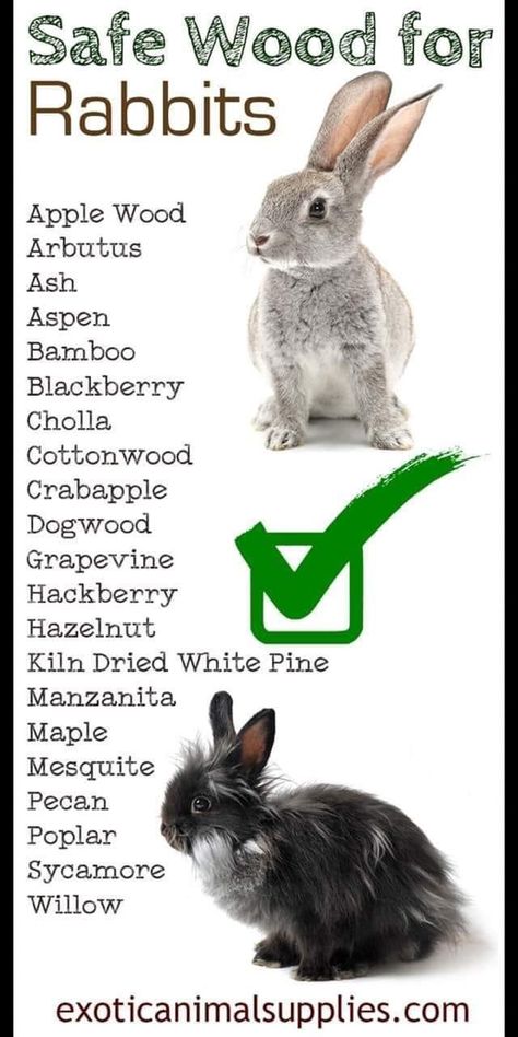 Safe Wood For Rabbits, Rabbit Bordem Breakers, Bunny Supplies Organization, Diy Enrichment Toys For Rabbits, Bunny Chew Toys, Bunny Needs List, Rabbit Tips Bunny Care, Bunny Toys House Rabbit, Rabbit Care Tips