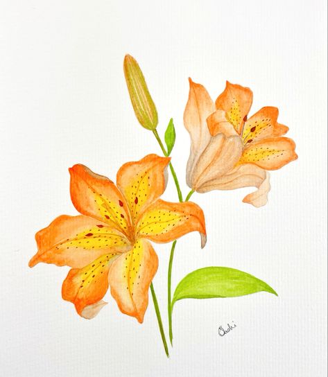 Orange Lily Flower, Tiger Lily Flowers, Lilies Drawing, Watercolor Tiger, Lily Painting, Watercolor Flower Art, Artist Drawing, Flower Art Painting, Mini Canvas Art