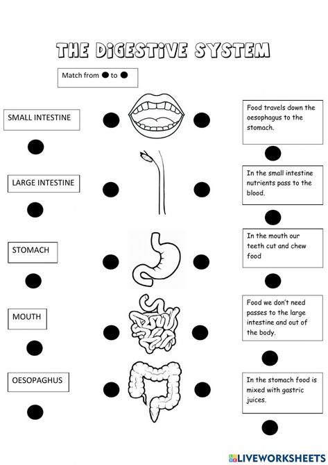 Digestion Activities, Digestive System Parts, Digestive System Activities, Digestive System For Kids, Digestive System Diagram, Digestive System Worksheet, Body Systems Worksheets, Human Body Worksheets, Human Body Science