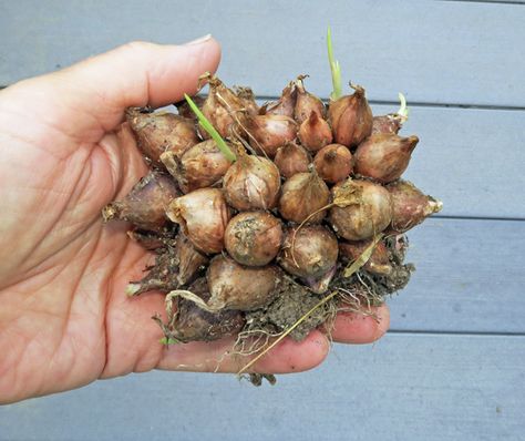 Growing Onions, Onion Bulbs, Planting Onions, Growing Garlic, Potato Onion, English Country Gardens, Outdoor Stuff, Replant, Country Garden