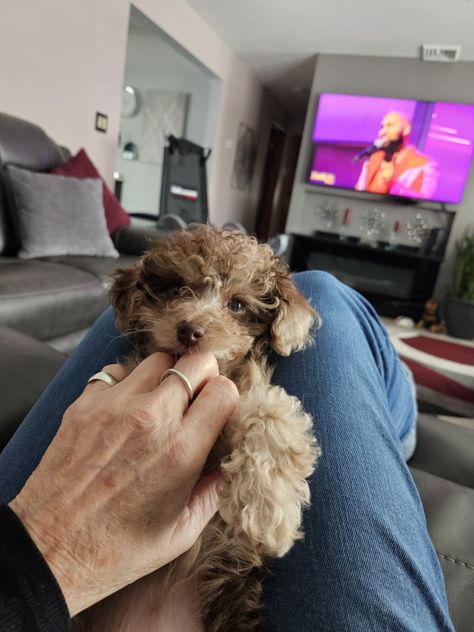 Toy poodle for sale Toy Poodle Colors, Poodle Colors, Brown Toy Poodle, Toy Poodles For Sale, Tiny Toy Poodle, Poodle Puppies For Sale, Allentown Pennsylvania, Tea Cup Poodle, Toy Poodle Puppies