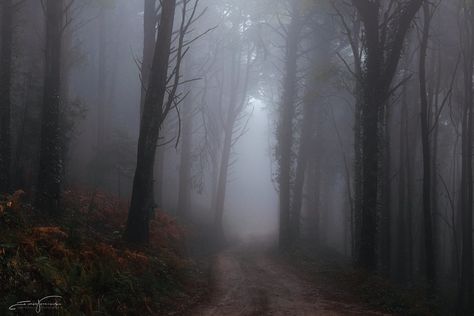 Misty woods Misty Woods Aesthetic, Misty Weather Aesthetic, Rainy Woods Aesthetic, Woods Dark Aesthetic, Misty Scenery, Misty Aesthetic, Creepypasta Aesthetic, Woods Dark, Misty Woods