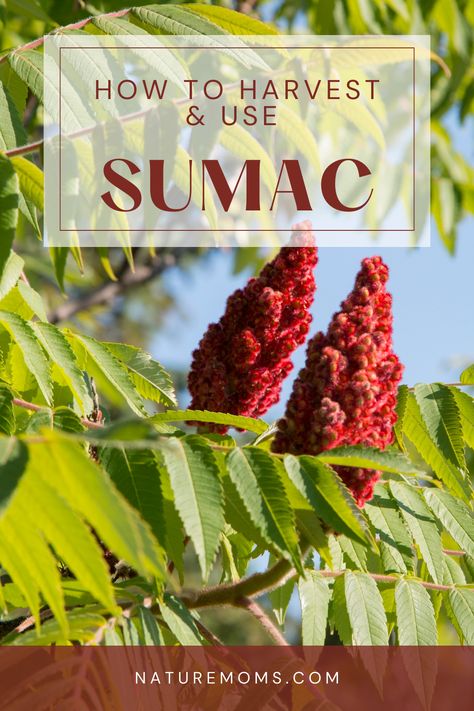 Cooking with sumac, Edible wild plants, Foraging tips, Harvesting sumac, Smooth sumac, staghorn sumac, Sumac benefits, Sumac dressing, Sumac foraging, Sumac health benefits, Sumac history, Sumac identification, Sumac in cuisine, Sumac marinade, Sumac recipes, Sumac spice, Sumac tea, Sustainable foraging, Uses of sumac, Wild edibles Staghorn Sumac Recipes, Sumac Benefits, Recipes With Sumac, Poison Sumac Plant, Stag Horn Sumac, Poison Sumac Rash, Medicinal Trees And Their Uses, Sumac Plant, Foraging Tips