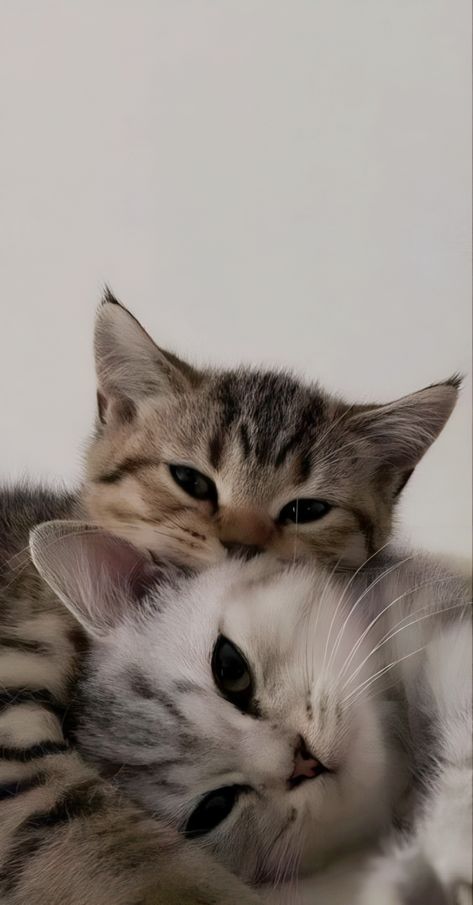 Cute Cats Wallpaper Iphone, Cat Whatsapp Wallpaper, Cute Wallpapers For Whatsapp, Aesthetic Pictures Cat, Cats Cute Pics, Cat White Wallpaper, Cute Pet Wallpaper, Depreciation Wallpaper, Animal Wallpaper Iphone