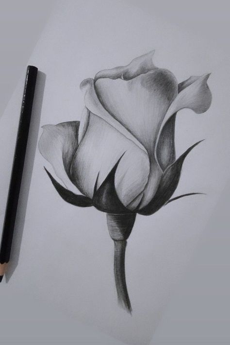 Charcoal Sketches Easy Simple, Scatch Drawing Simple, Pencil Shading Flowers, Flower Sketches Pencil Shading, Realistic Flower Drawing Pencil, Scatch Drawing Idea, Rose Sketch Realistic, Flower Drawing Realistic, Scatch Drawing