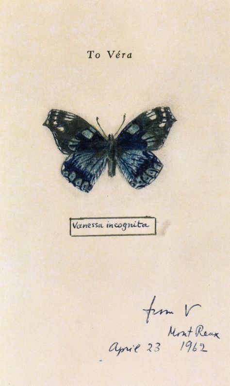 Vladimir Nabokov: Incognita. New Yorker - Courtesy The Vladimir Nabokov Estate / Glenn Horowitz Bookseller / The Wylie Agency LLC. Vanessa Butterfly, Scientific Drawing, Wedding Gifts For Newlyweds, Butterfly Illustration, Virgo And Aquarius, Butterfly Drawing, Scientific Illustration, Detailed Drawings, Literature Art