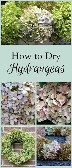 Long Garden Ideas, Drying Hydrangeas, Urban Gardening Ideas, Long Garden, Hydrangea Care, Dried Hydrangeas, Decorating For Christmas, Hydrangea Garden, Garden Vines