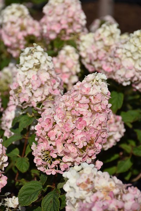 Strawberry Shake Hydrangea, Moana Nursery, Strawberry Sundae Hydrangea, Driveway Garden, Hydrangea Potted, Queen Energy, Strawberry Sundae, Nursery Garden, Garden Centers