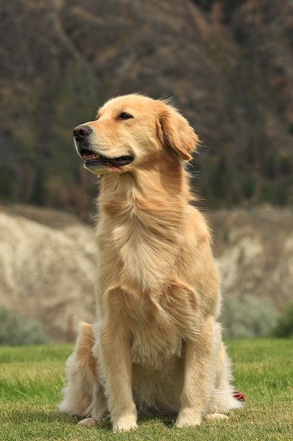 Bailee | Shelly Chadderton | Flickr Golden Retriever Smile, Chien Golden Retriever, Dog Pitbull, Golden Retriever Mix, 강아지 그림, A Golden Retriever, Dog Wallpaper, Golden Retriever Puppy, Retriever Puppy