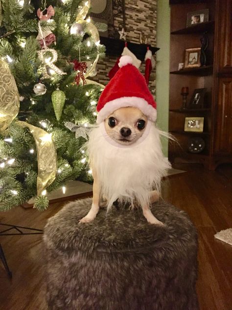 Funny Christmas Dog Pictures, Cute Christmas Dogs, Funny Christmas Animals, Christmas Pet Photoshoot, Christmas Pfp Funny, Meri Crismas, Christmas Dog Funny, Christmas Pet Photos, Dog Christmas Pictures