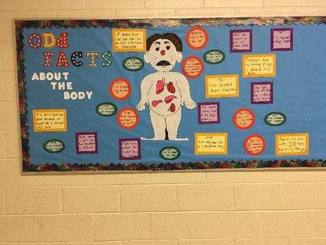 Odd Facts About the Body Image Body Systems Bulletin Board Ideas, Human Body Bulletin Board Ideas, Anatomy Bulletin Board Ideas, Body Image Bulletin Board, Kidney Bulletin Board, Advising Bulletin Boards, Pe Bulletin Boards, School Nurse Office Decorations, Door Bulletin Boards