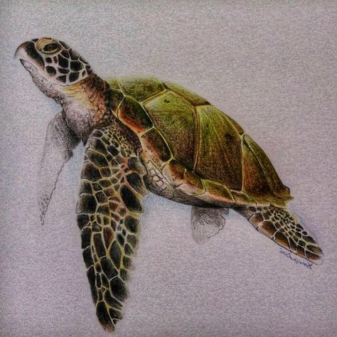 Sea Turtle Drawing Colored Pencil, Aesthetic Sea Turtle, Tortoise Drawing, Turtle Artwork, Sea Turtle Drawing, Sea Turtle Pictures, Sea Turtle Watercolor, Sea Turtle Painting, Sea Turtle Tattoo