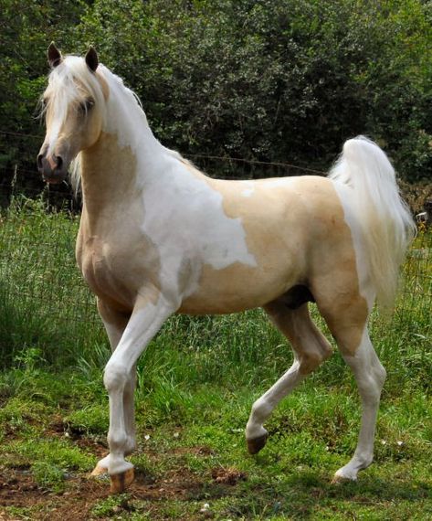 Pretty little Palomino colored pinto. Sweet! Palomino Arabian, Cheval Pie, Unusual Horse, Beautiful Horses Photography, Gorgeous Horses, Horse Pics, Palomino Horse, Horse Trainer, Types Of Horses