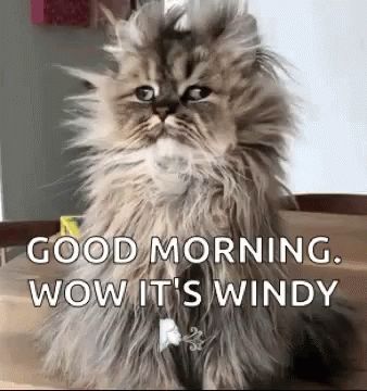 Good Morning Funny Animals GIF - GoodMorning FunnyAnimals InsomniaCat - Discover & Share GIFs Good Morning Gif Funny, Monday Gif, Good Night Meme, Gif Good Morning, Good Morning Cat, Good Morning Gifs, Good Morning Winter, Morning Gifs, Morning Winter