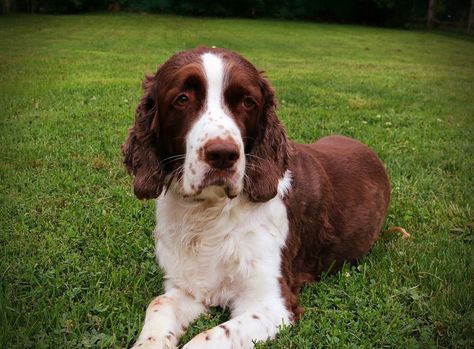 Springer Spaniel Haircut, Spaniel Haircut, Cocker Spaniel Haircut, English Springer Spaniel Puppy, The Best Haircut, Springer Spaniel Puppies, Good News Stories, Puppy Cut, Grooming Style