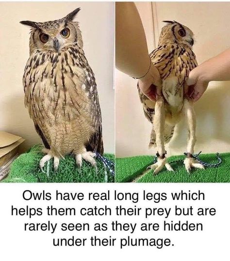 Owl Legs, Legs Art, A Husky, Beauty Light, Pretty Sunset, Beach Beautiful, Sunset Sunrise, Funny Animal Memes, Weird World