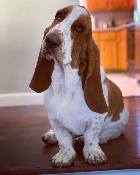 14 Basset Hounds Who Want to Raise Your Spirit – Page 3 – The Paws Basset Hound Photography, Lux Lifestyle, Basset Hound Art, Basset Puppies, Bloodhound Dogs, Puppy Sketch, Animal Aesthetic, Wallpaper Dog, Every Dog Breed