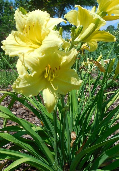 Yellow daylily Yellow Flowers Names, Yellow Daylily, Yellow Lily Flower, The Color Yellow, Small Yellow Flowers, Perennial Bulbs, Pinterest Garden, Drought Tolerant Garden, Yellow Plants