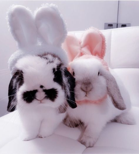 Pet Aesthetic, Pet Bunny Rabbits, Cutee Animals, Bunny Cages, Cute Bunny Pictures, Bunny Mom, Black Bunny, Image Chat