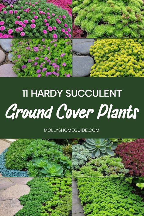 Looking to elevate your garden with beautiful ground cover plants? Explore the best succulent ground covers that are not only stunning but also easy to maintain. From sedum as groundcover to ice plant varieties, these low-maintenance solutions are perfect for low-water gardens, full sun areas, and even shaded spots. Discover the beauty of Australian native ground cover plants and outdoor succulents that will thrive in any setting. Creeping Ground Cover Plants, Ground Cover That Chokes Out Weeds, Full Sun Landscaping Ideas, Shade Ground Cover, Native Ground Cover, Evergreen Ground Cover Plants, Sedum Ground Cover, Succulent Ground Cover, Full Sun Landscaping