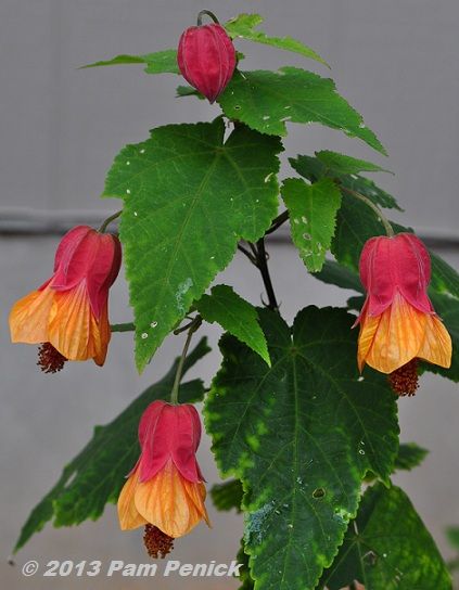 Central Texas Garden, Flowering Maple, Dinosaur Garden, Texas Garden, Dig Gardens, Drought Tolerant Garden, Prairie Garden, Texas Gardening, Banana Plants