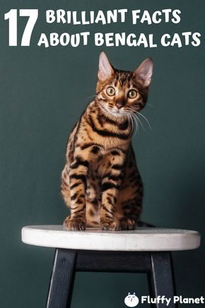 Schrodinger Cat, Cat Munchkin, Bengal Cat Facts, Cat Grumpy, Cat Protection, Bengal Cat Kitten, Cat Repellent, Names Cat, Cat Calico