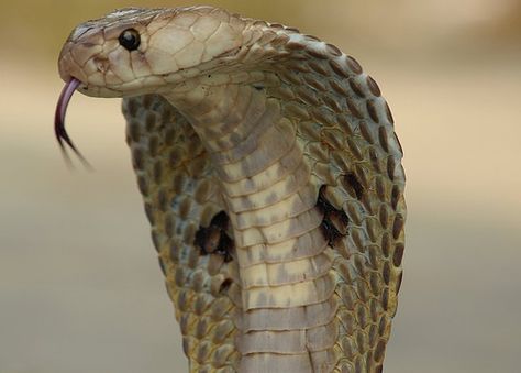 Indian cobra! Beautiful cobra! #lovesnakes Indian Cobra, Snake Facts, Deadly Animals, Poisonous Snakes, Cobra Snake, Snake Venom, King Cobra, Animal Facts, Reptiles And Amphibians