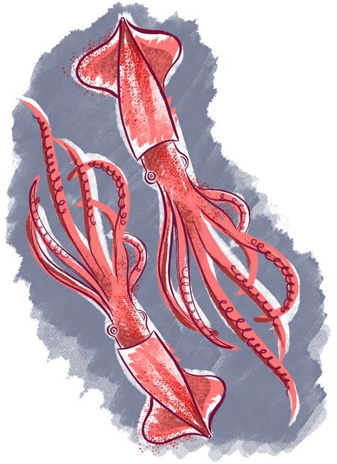 Colossal Squid Drawing, Squid Art Illustrations, Squid Drawing Simple, Squid Painting, Squid Illustration, Squid Art, Squid Drawing, Coral Drawing, Ocean Monsters